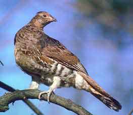 Ruffed Grouse